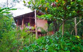 Akash Treehouse